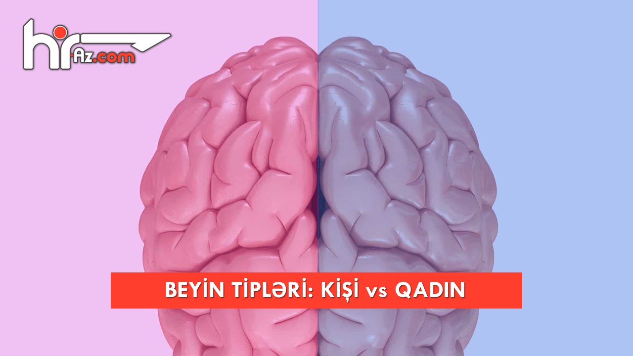 Beyin tipləri: kişi beyni yoxsa qadın beyni?